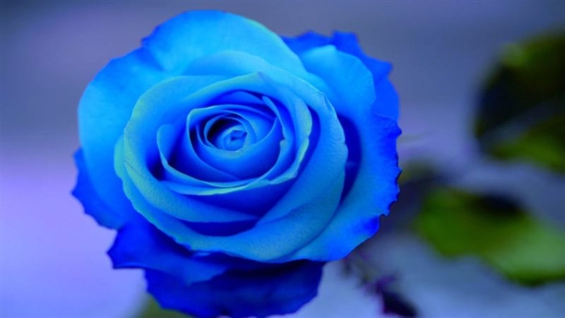 Картинки синие розы (100 фото) #97