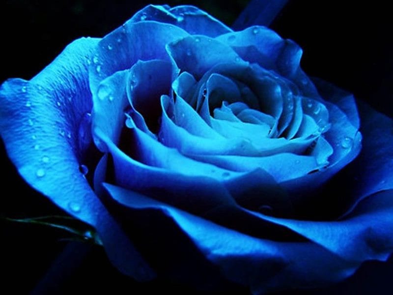 Картинки синие розы (100 фото) #77