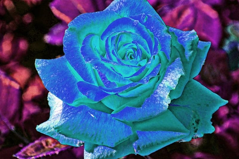 Картинки синие розы (100 фото) #84
