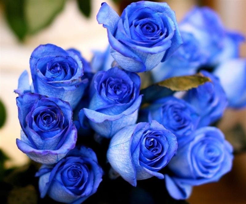 Картинки синие розы (100 фото) #42