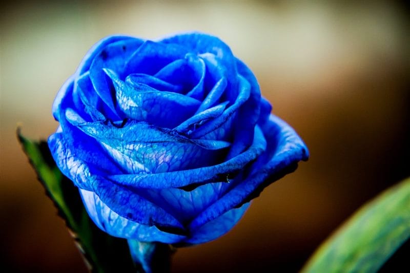Картинки синие розы (100 фото) #72