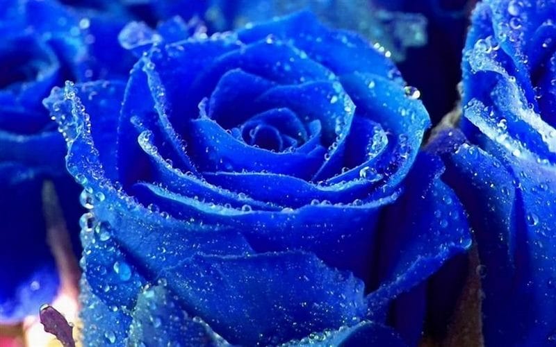 Картинки синие розы (100 фото) #100