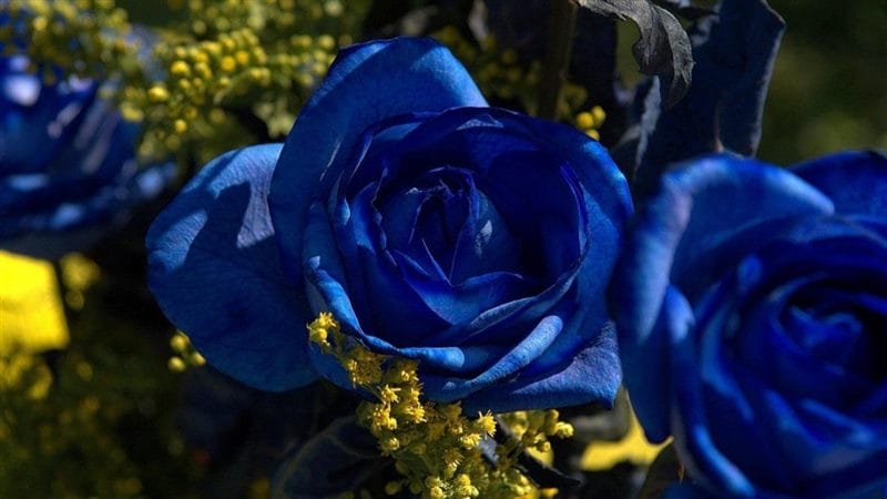Картинки синие розы (100 фото) #67