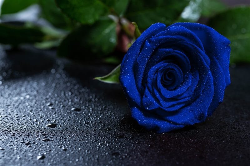 Картинки синие розы (100 фото) #88