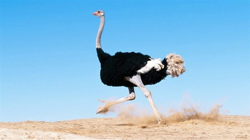 Картинки страусы (100 фото) #59