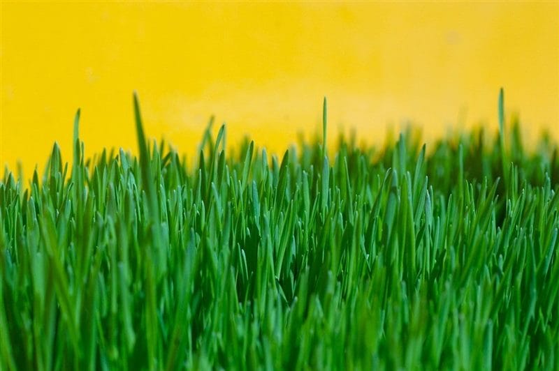 Картинки трава (100 фото) #64