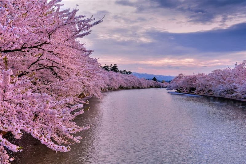 Картинки цветущая сакура (100 фото) #3
