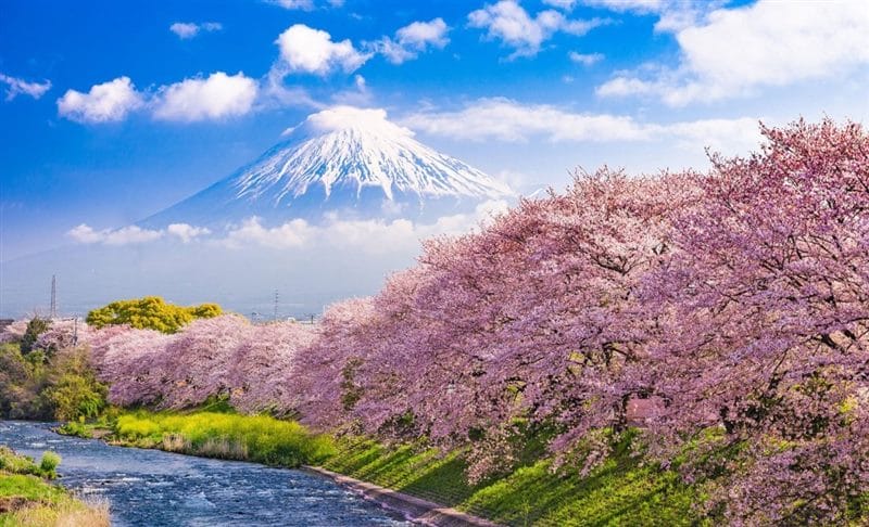 Картинки цветущая сакура (100 фото) #1
