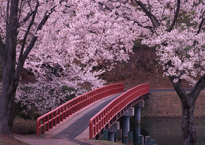 Картинки цветущая сакура (100 фото) #13