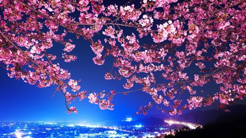 Картинки цветущая сакура (100 фото) #29