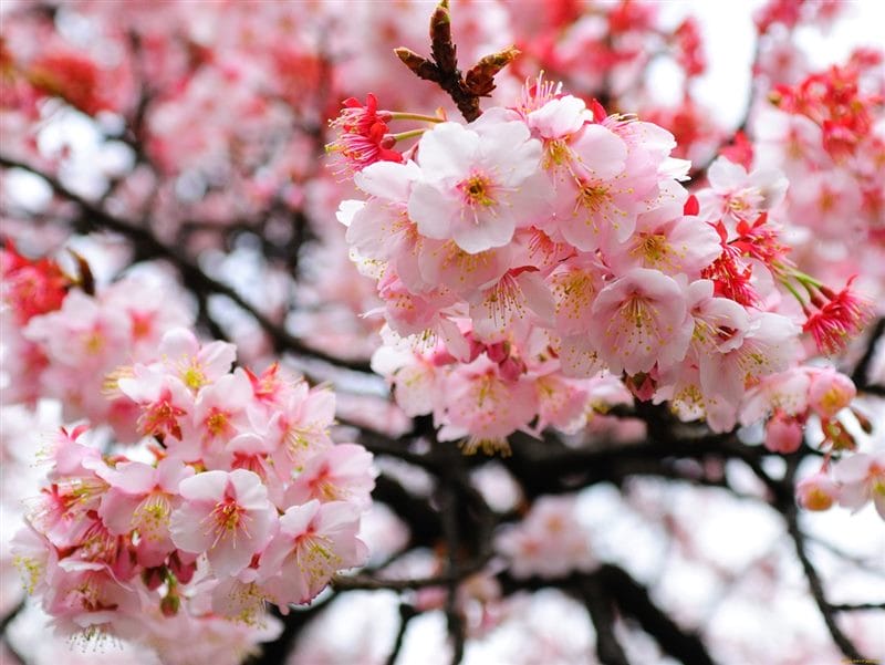 Картинки цветущая сакура (100 фото) #46