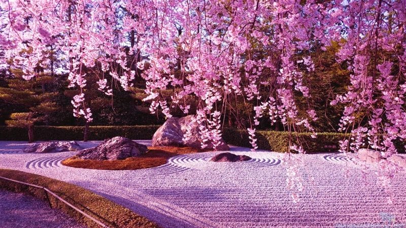 Картинки цветущая сакура (100 фото) #11