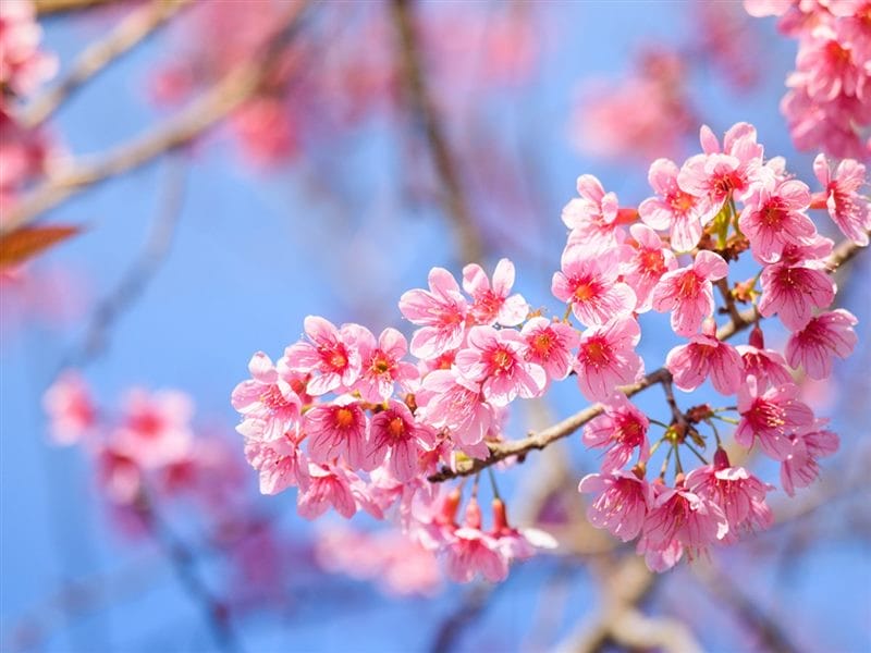 Картинки цветущая сакура (100 фото) #64