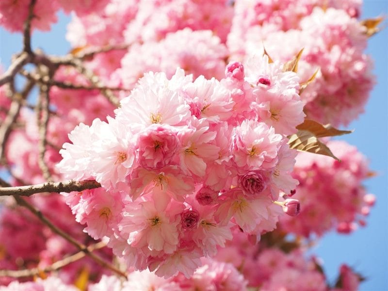 Картинки цветущая сакура (100 фото) #60