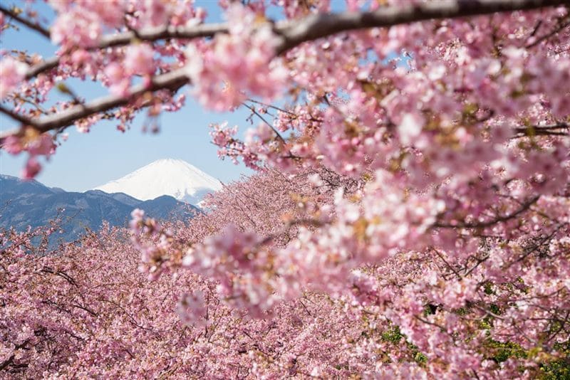 Картинки цветущая сакура (100 фото) #28