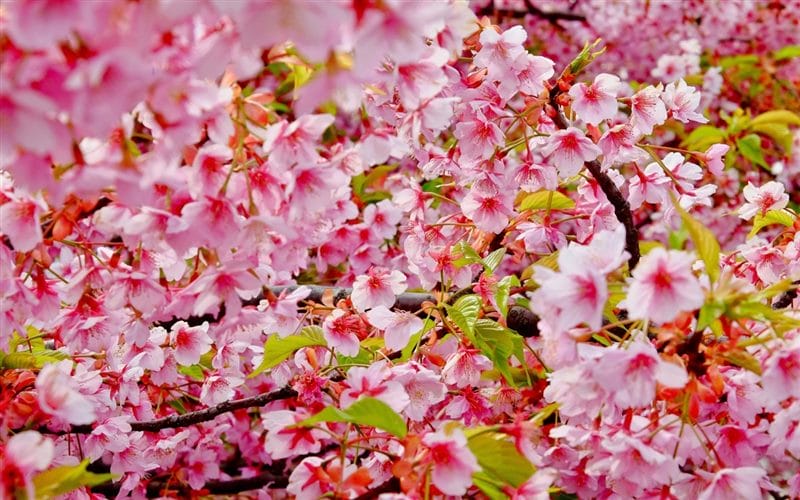 Картинки цветущая сакура (100 фото) #4