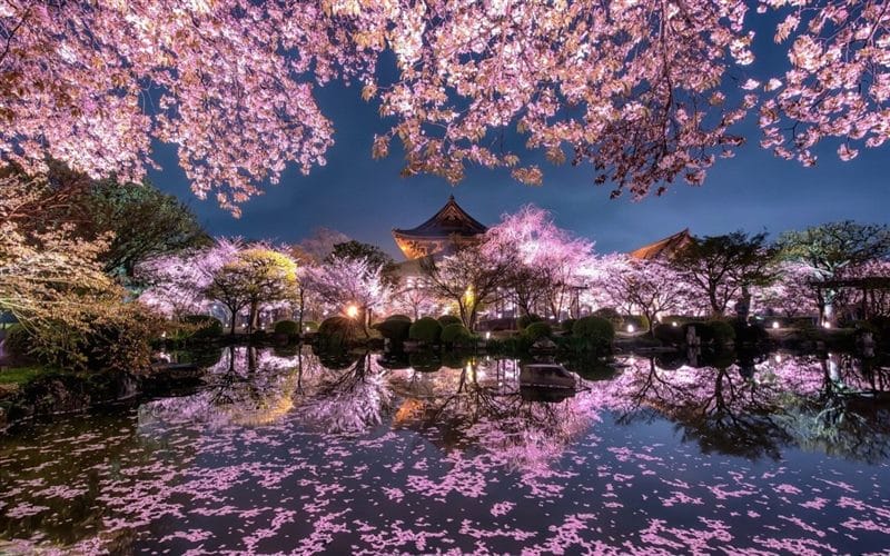 Картинки цветущая сакура (100 фото) #14