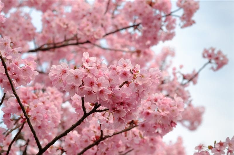 Картинки цветущая сакура (100 фото) #71