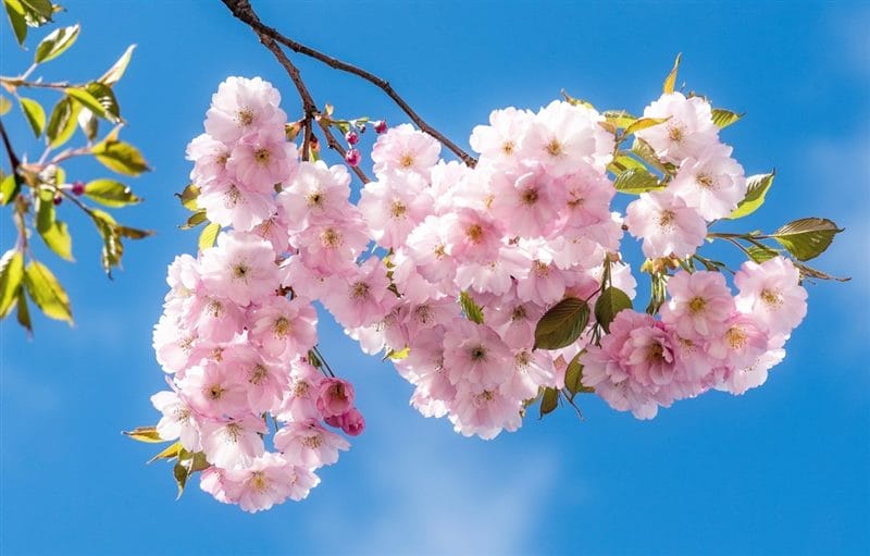 Картинки цветущая сакура (100 фото) #56