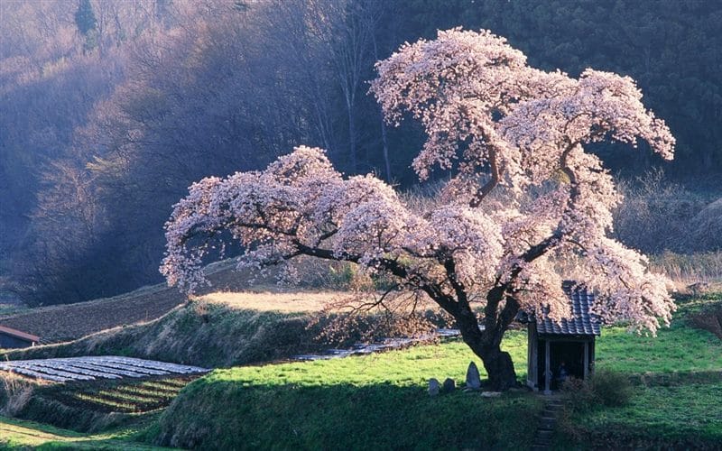 Картинки цветущая сакура (100 фото) #23