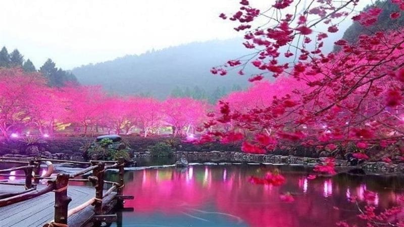 Картинки цветущая сакура (100 фото) #58
