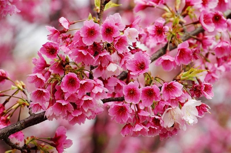 Картинки цветущая сакура (100 фото) #42