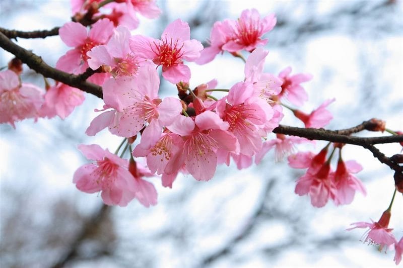 Картинки цветущая сакура (100 фото) #80