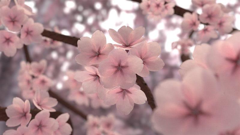 Картинки цветущая сакура (100 фото) #84
