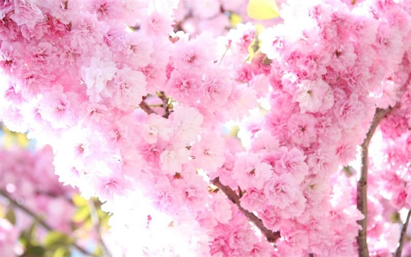 Картинки цветущая сакура (100 фото) #69