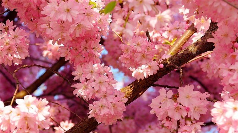 Картинки цветущая сакура (100 фото) #40
