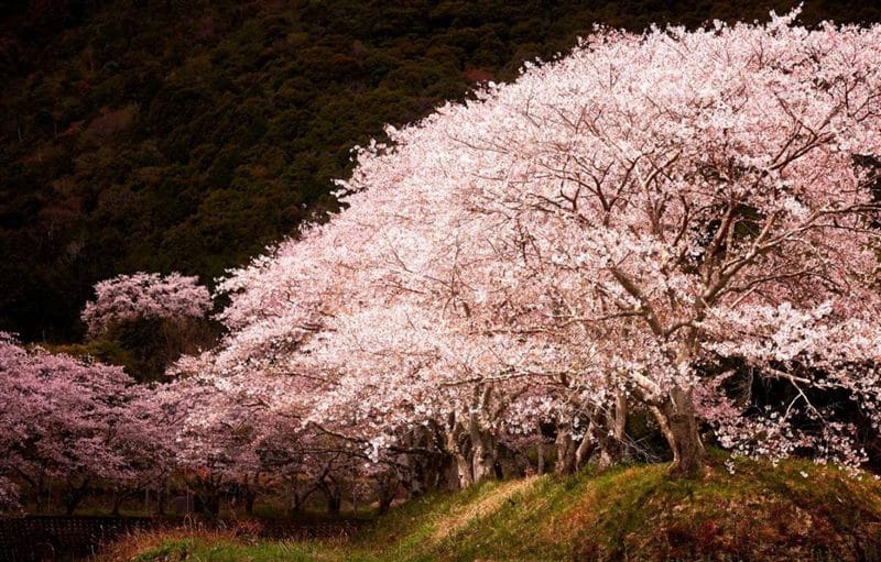 Картинки цветущая сакура (100 фото) #88