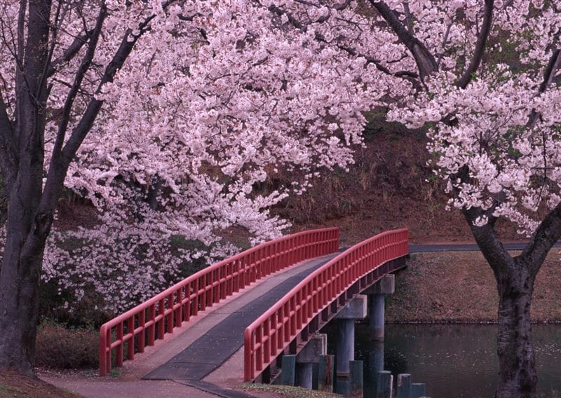 Картинки цветущая сакура (100 фото) #90