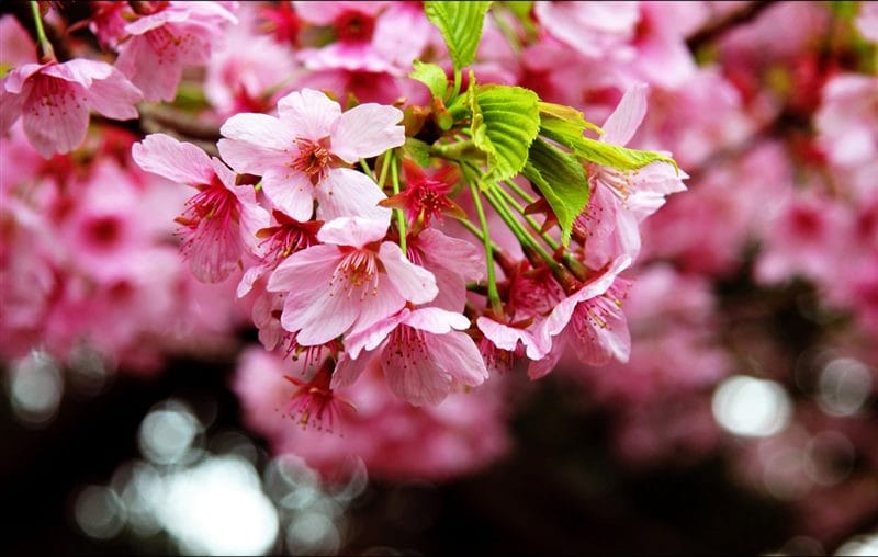Картинки цветущая сакура (100 фото) #68