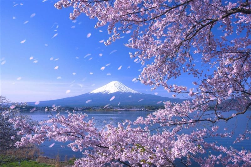 Картинки цветущая сакура (100 фото) #24