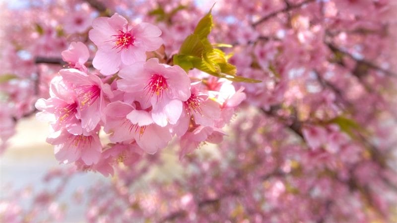 Картинки цветущая сакура (100 фото) #81
