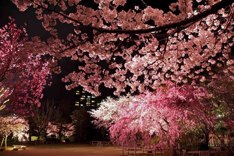 Картинки цветущая сакура (100 фото) #18