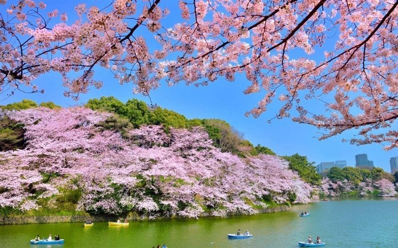 Картинки цветущая сакура (100 фото) #7