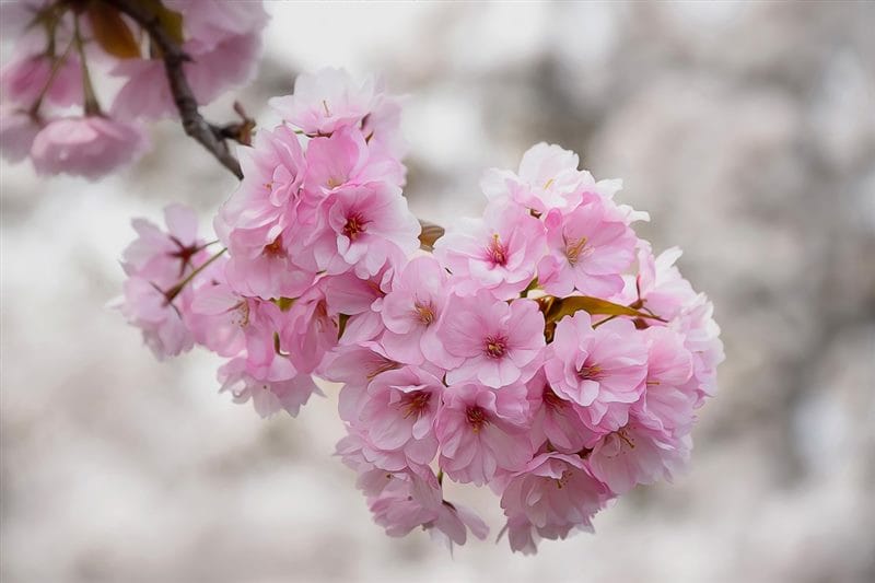 Картинки цветущая сакура (100 фото) #83