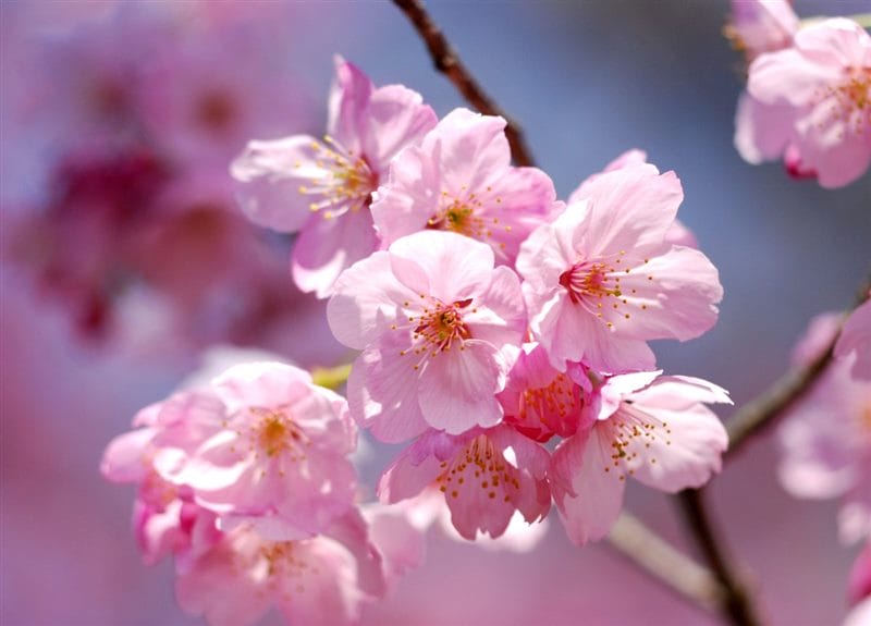 Картинки цветущая сакура (100 фото) #78