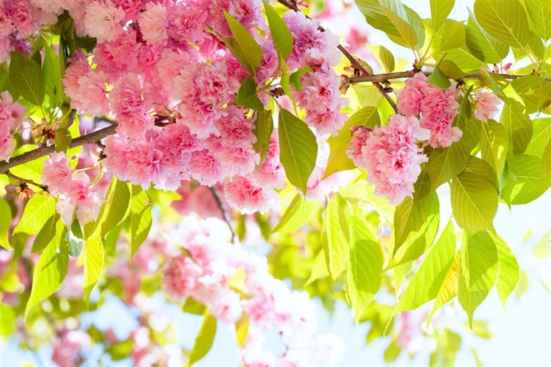 Картинки цветущая сакура (100 фото) #38