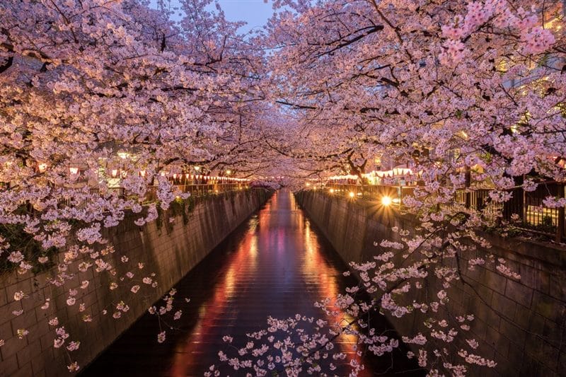 Картинки цветущая сакура (100 фото) #96