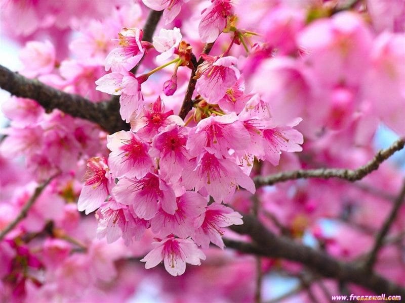 Картинки цветущая сакура (100 фото) #48