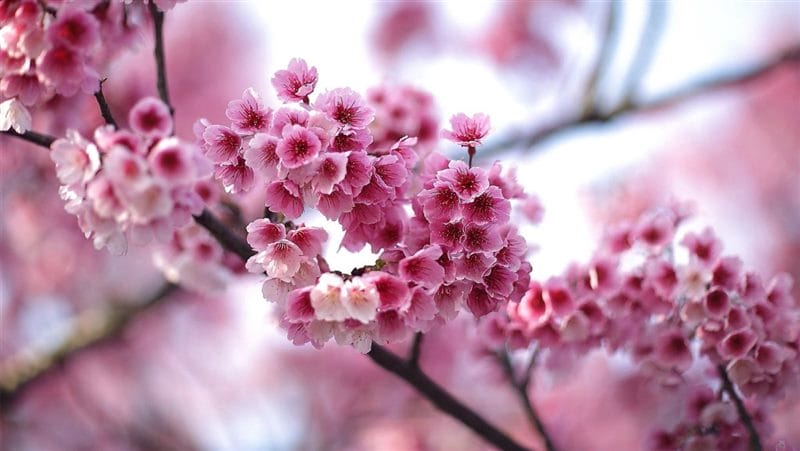 Картинки цветущая сакура (100 фото) #74