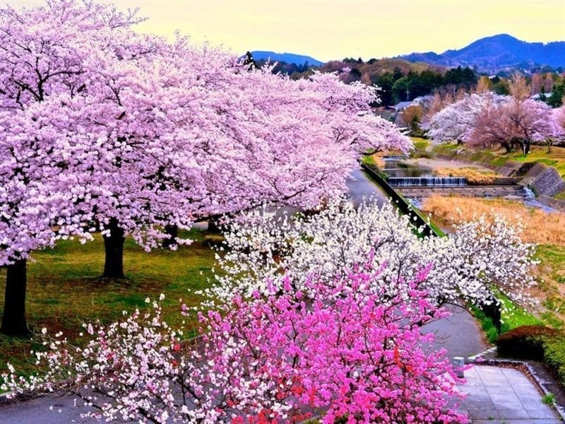 Картинки цветущая сакура (100 фото) #9