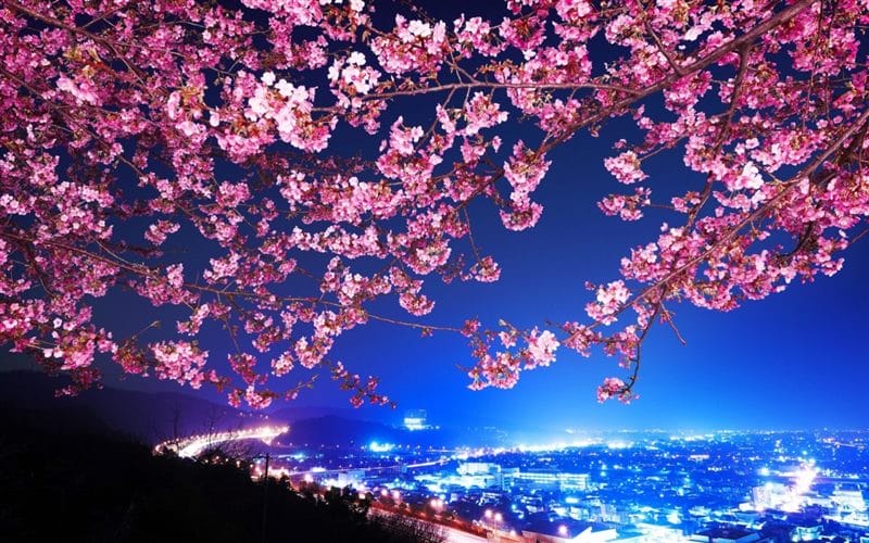 Картинки цветущая сакура (100 фото) #21