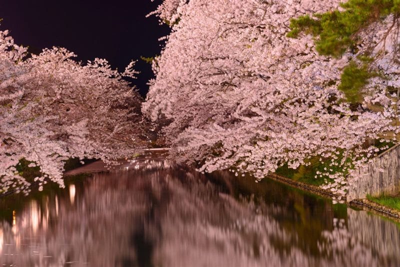 Картинки цветущая сакура (100 фото) #31
