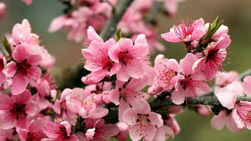 Картинки цветущая сакура (100 фото) #70