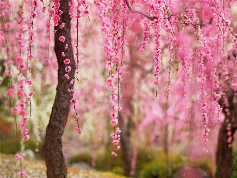 Картинки цветущая сакура (100 фото) #41