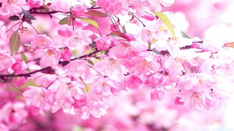 Картинки цветущая сакура (100 фото) #72