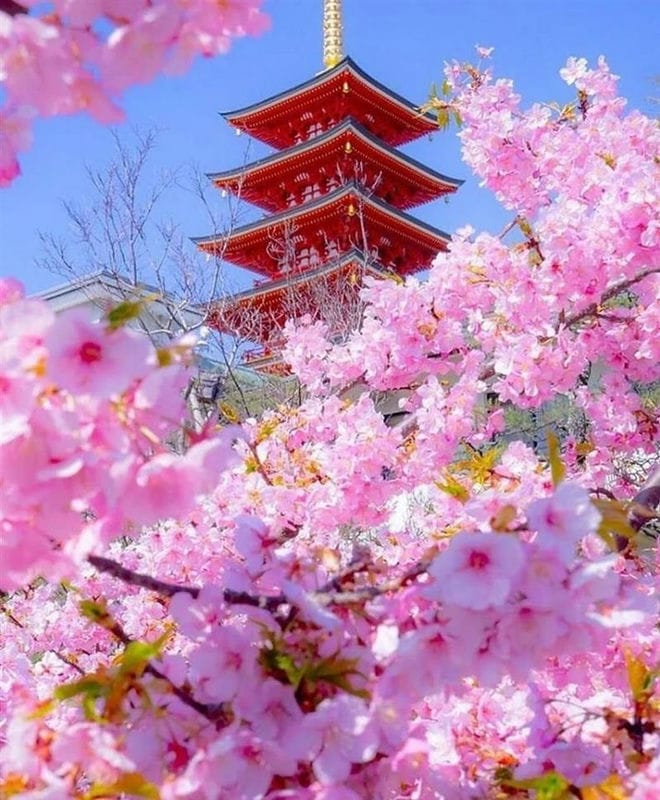Картинки цветущая сакура (100 фото) #33